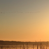 印旛沼・朝景　- 渡り鳥たちの朝 -