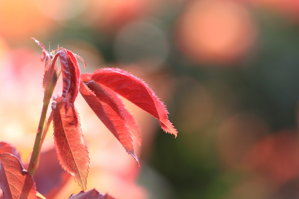 花便り　- 薔薇の若葉 -