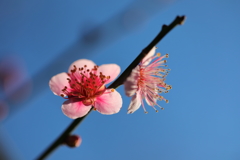 花便り　- 冬晴れに咲く紅梅二輪 -