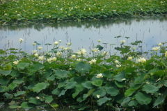 花便り　- 白蓮の咲く水辺 -