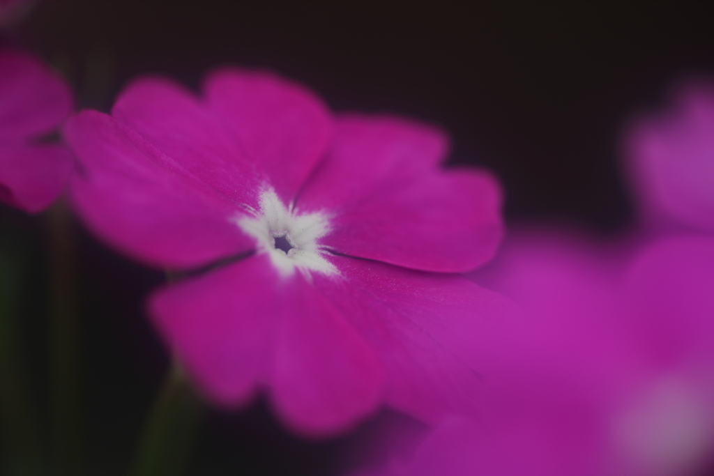 花便り　- 白星の桜草 -