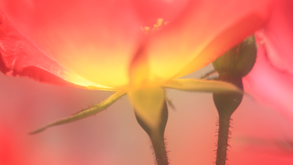花便り　- カクテルに酔いしれて -