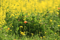 花便り　- 散歩道の春 -