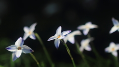 花便り　- 春の白星 -