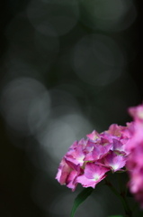 紫陽花　- 暗黒 -