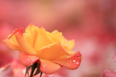 薔薇　（７）