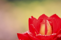 Rose - Red & Yellow -