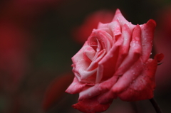 薔薇　（４）