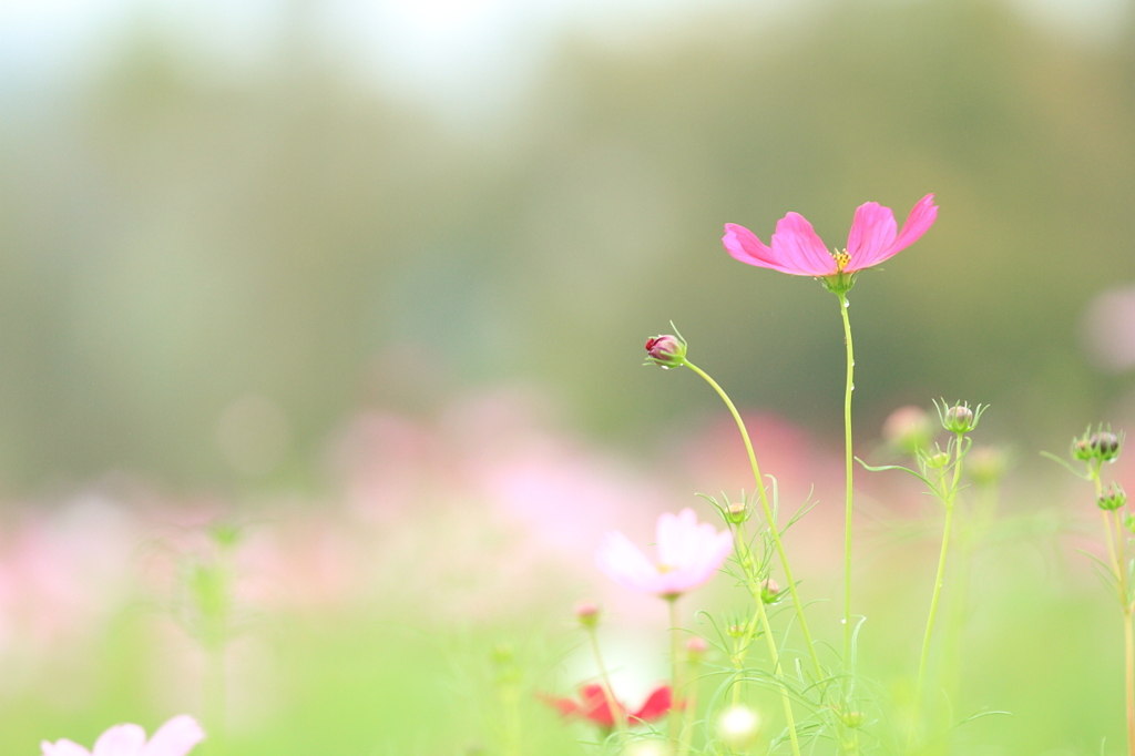 秋桜　- 雨上がり -