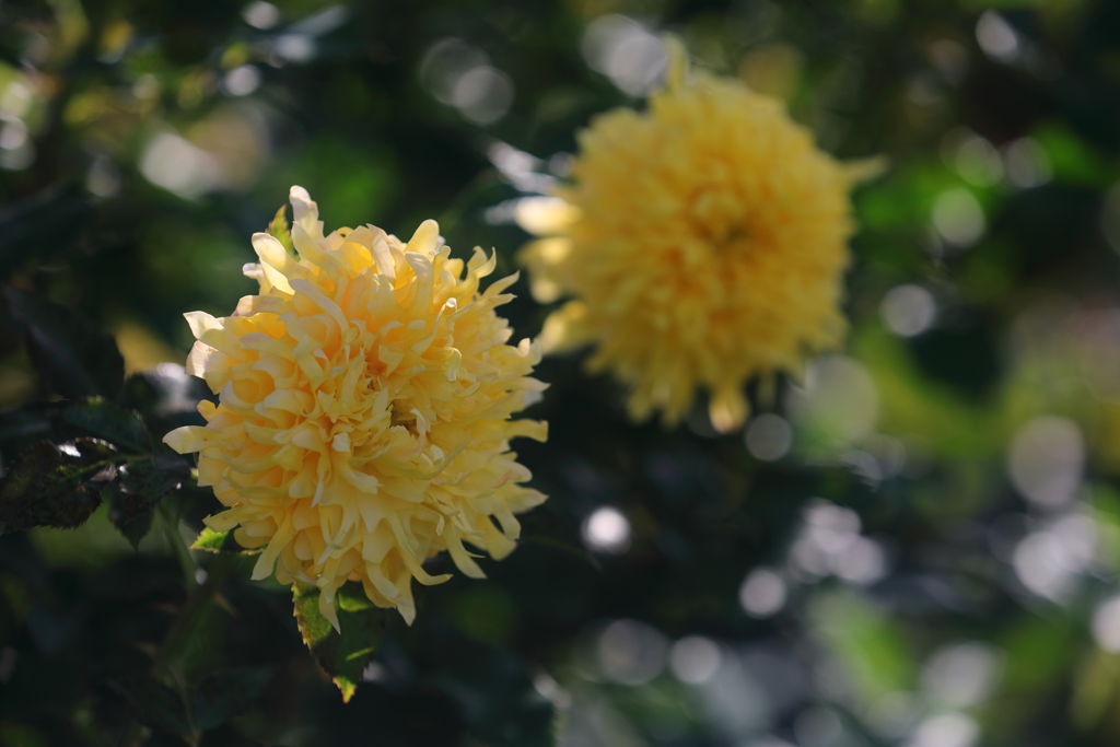 花便り　- 薔薇園の花火 -