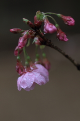 花便り　- 雨桜花 -