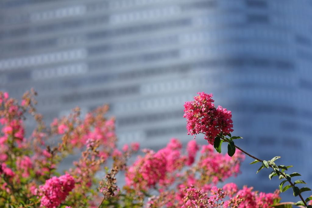 花便り　- 庭園の赤百日紅 -