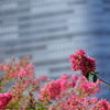 花便り　- 庭園の赤百日紅 -