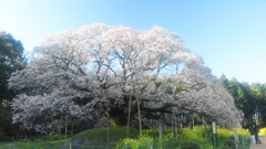 花便り　- 大桜を愛でる -