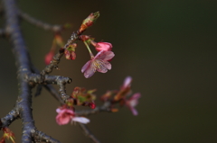 桜　- 春待桜 -