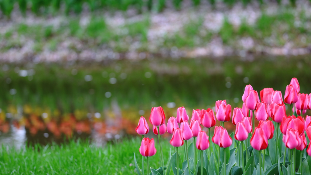花便り　- 春の水辺のチューリップ -