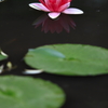 花便り　- 紅い子悪魔 -