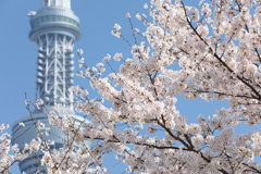 花便り　- 墨堤の桜とスカイツリー -