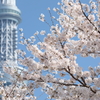 花便り　- 墨堤の桜とスカイツリー -