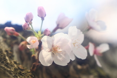 花便り　- 元気な胴咲き桜 -