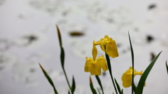 花便り　- 水辺の黄菖蒲 -