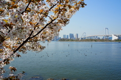 桜　- レインボーブリッジを見つめて -