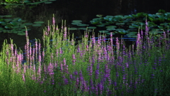 花便り　- ミソハギの咲く水辺 -
