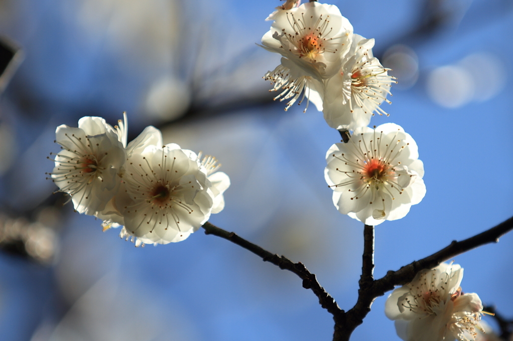 梅　- 透輝花 -