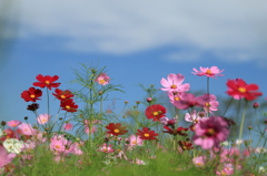 花便り　- 秋陽を浴びて -