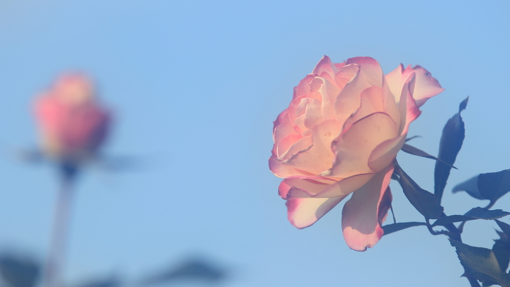 花便り　- ほのか -