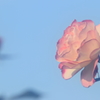 花便り　- ほのか -
