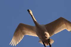 白鳥の郷　- 透過した翼 -