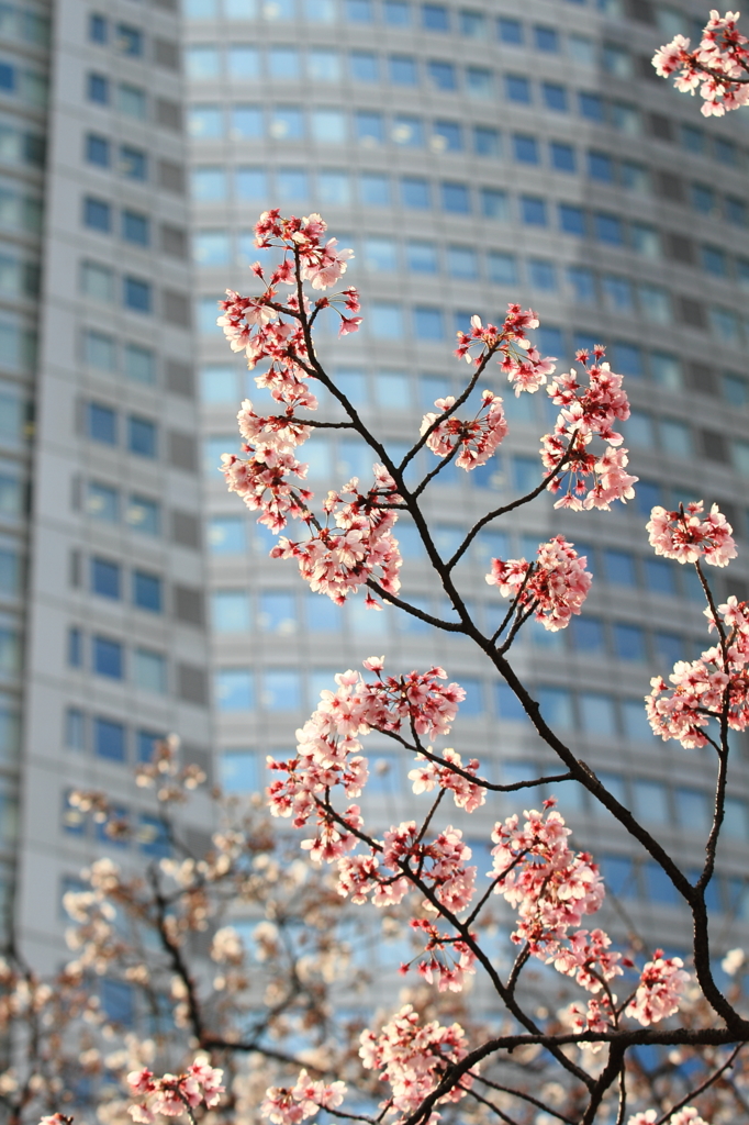 花便り　- ビルの谷間の春の訪れ -