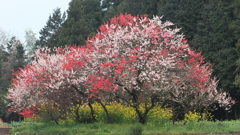 花便り　- 古源平桃 -