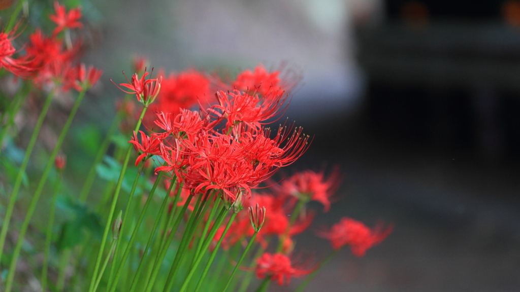 花便り　- 道端に咲く狐花 -