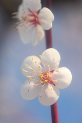 花便り　- 端麗な梅 -