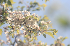 花便り　- 名残桜 -