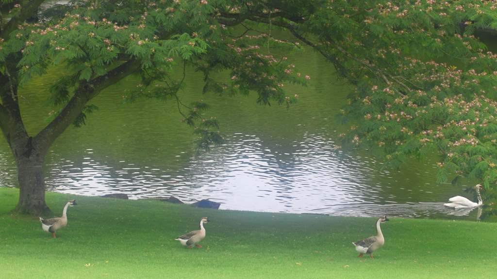 生き物写真館　- 水鳥たちのアビイ・ロード -