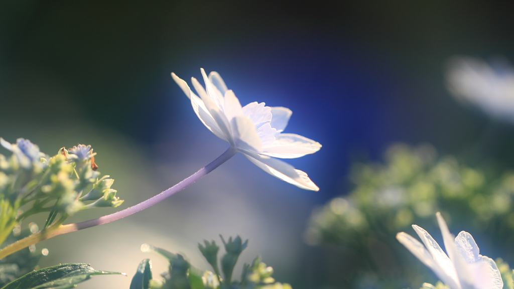 花便り　- 花火の季節 -