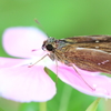 生き物写真館　- 休息 -