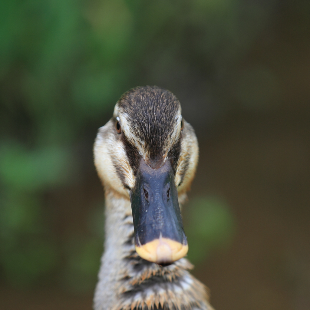 生き物写真館　- 二面相 -