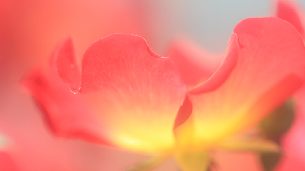 花便り　- ウェーブライン -