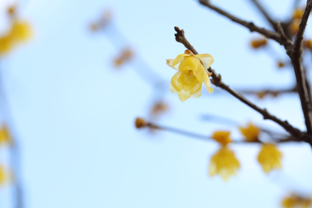 花便り　- 冬日和の蝋梅 -