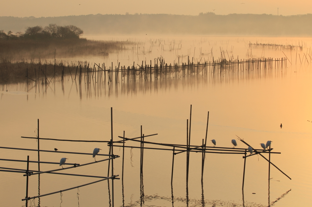 生き物写真館　- 水鳥たちの始動 -