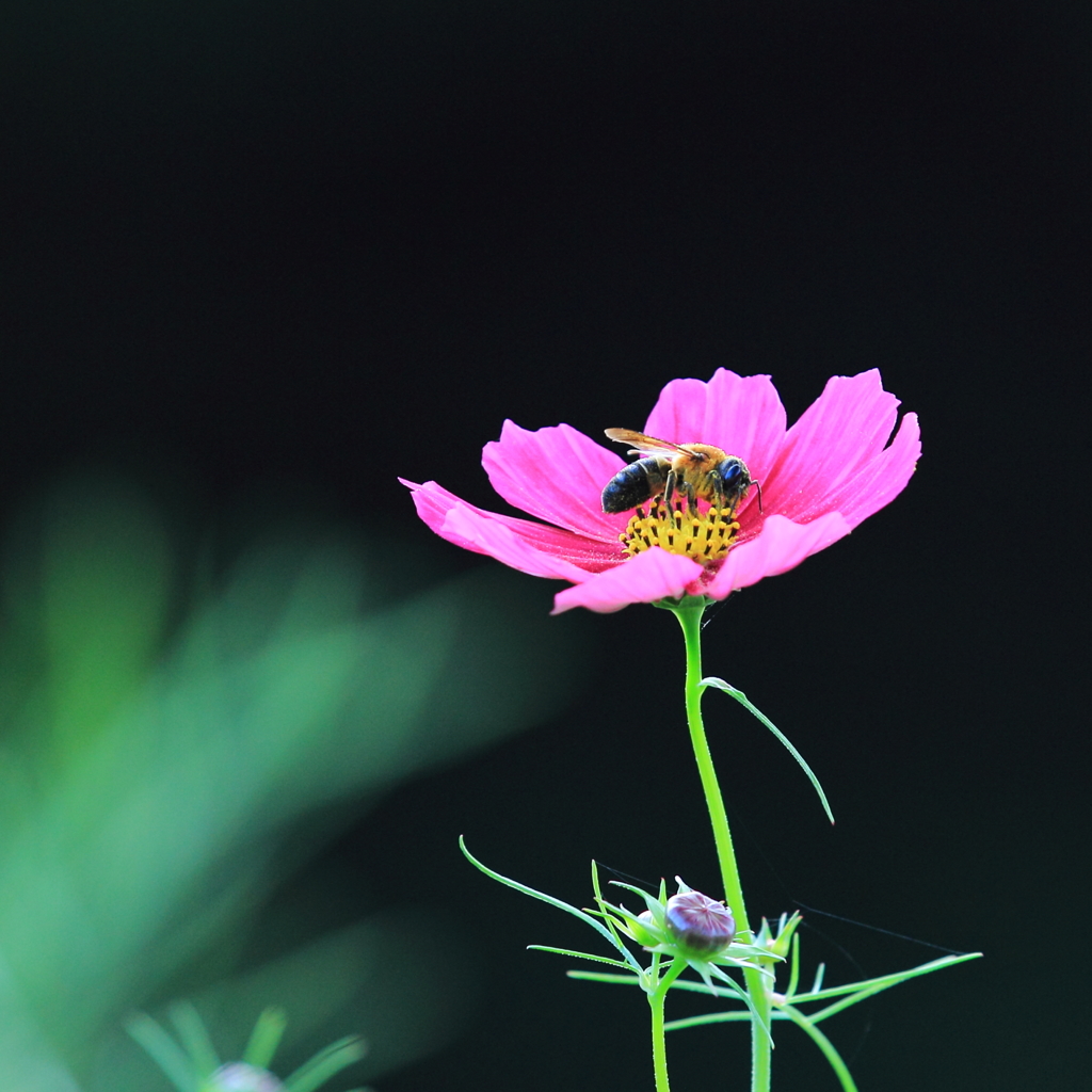 生き物写真館　- 熊蜂の秋 -