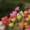 花便り　- いつも元気で -