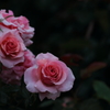 花便り　- 雨の薔薇園にて -