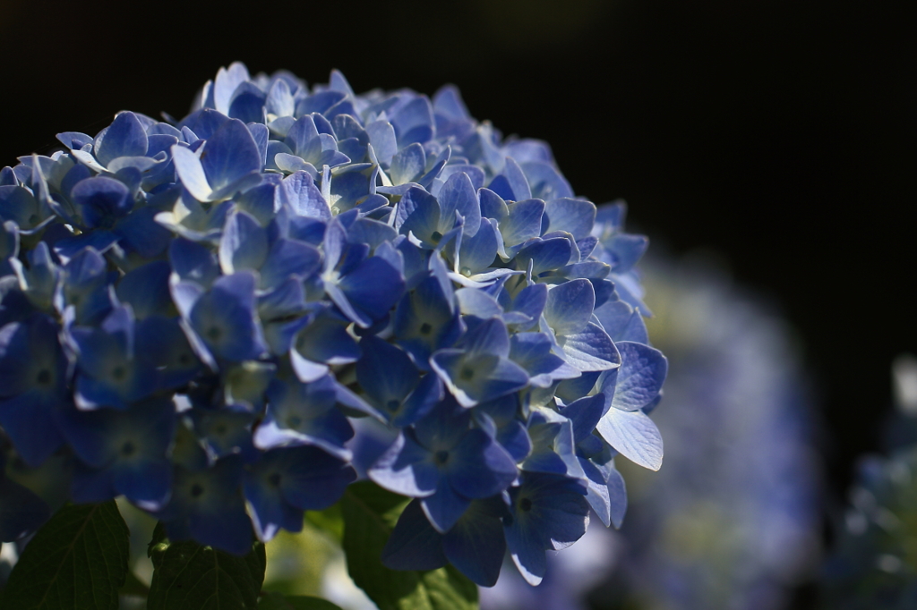 花便り　- 初夏の光と共に -