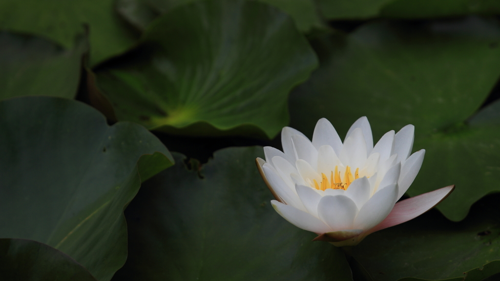花便り　- 白睡蓮 -