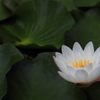 花便り　- 白睡蓮 -